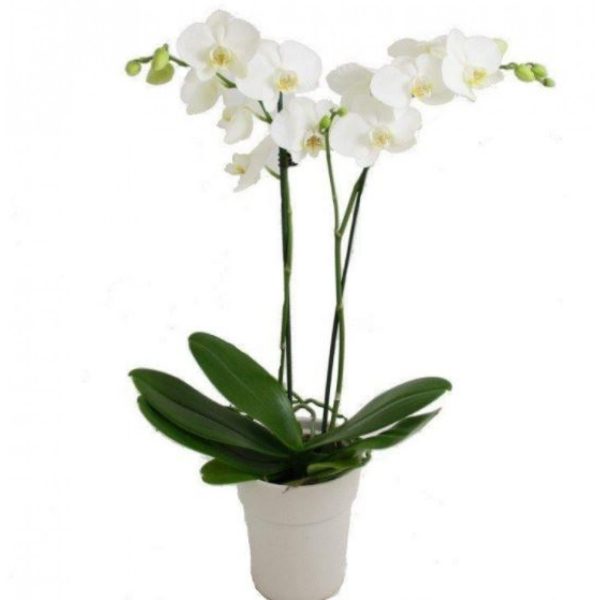 Orhidee phalaenopsis albă